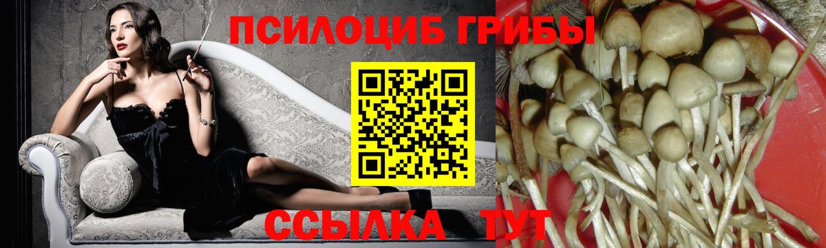 Москва  Псилоцибиновые грибы Cubensis  Вход с VPN 